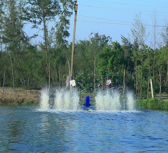 2HP 4 Paddle Wheel Aerator